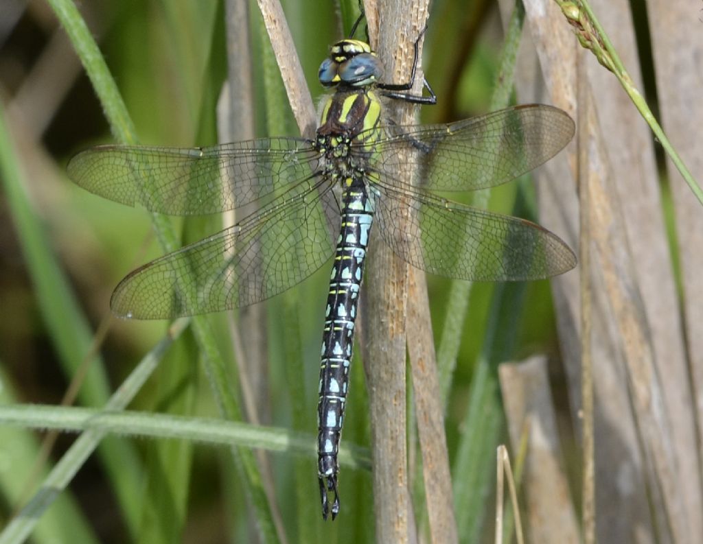 Brachytron pratense!